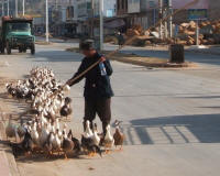 Farmer Herding Ducks