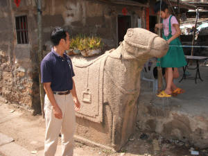 Marco Polo Horse