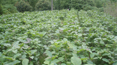 Young Teak Trees