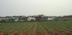 Vegetable Crop at Norsemen