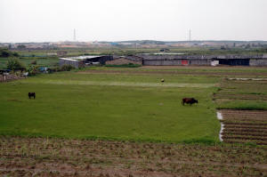 Red Buffalo Rice Paddies