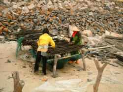 Seaweed harvesting
