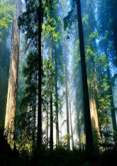 Lovely Forest